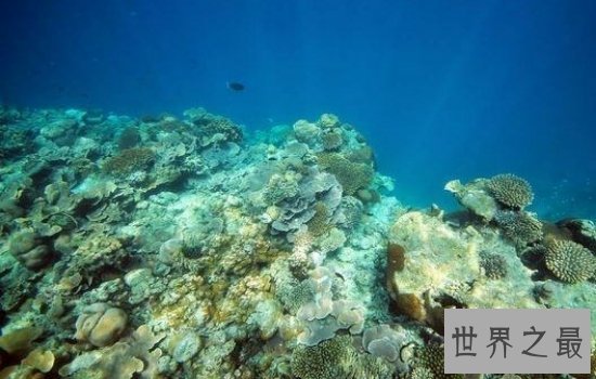世界上最大的海珊瑚海风景秀美,绝对是一个好地方!