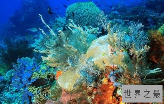 世界上最大的海珊瑚海风景秀美,绝对是一个好地方!