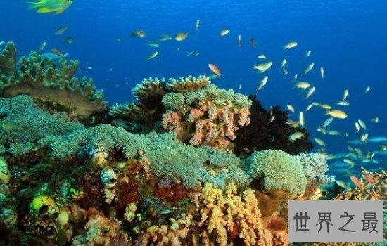 世界上最大的海珊瑚海风景秀美,绝对是一个好地方!