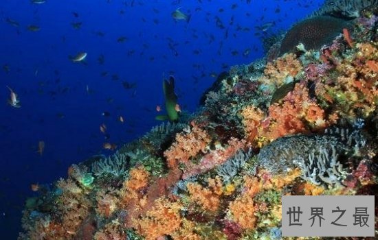 世界上最大的海珊瑚海风景秀美,绝对是一个好地方!