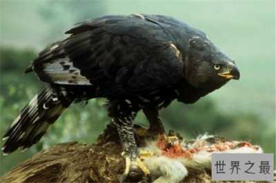 ​世上最凶猛的鸟排名:毛腿鱼鸮上榜，每一个攻击力都强大