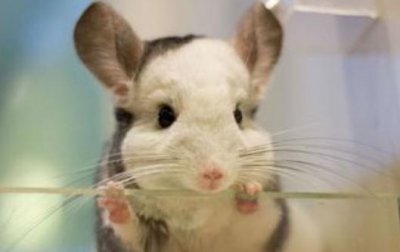 ​龙猫的简介-龙猫的外貌特征