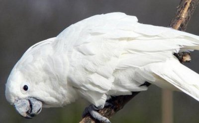 ​雨伞凤头鹦鹉多少钱一只？雨伞凤头鹦鹉的简介