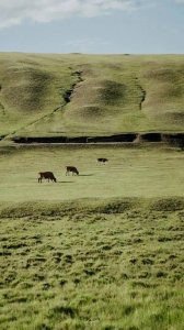 ​绿色护眼手机全屏壁纸，全是高质量高清图片