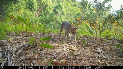 ​台湾石虎在未来100年灭绝的机率是94.7%