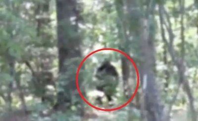 ​美国乔治亚州有人意外拍到大脚怪身影 专家认为不能排除是真的