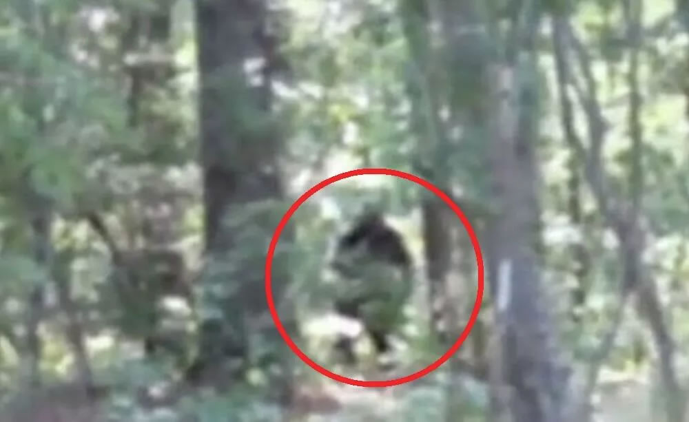 美国乔治亚州有人意外拍到大脚怪身影 专家认为不能排除是真的