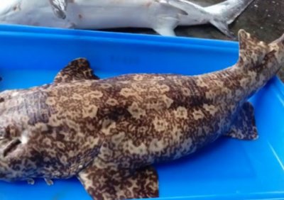 ​台东新港渔民捕获罕见底栖鲨鱼“波口鲎头鱝”