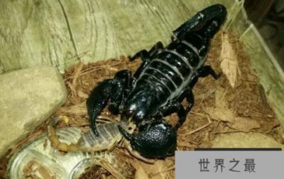 ​世界上最大的蝎子