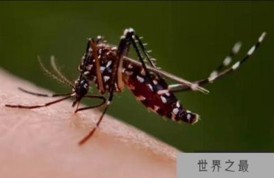 ​世界上最大的蚊子 金腹巨蚊居然以吃其它蚊子为生