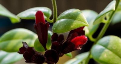 ​如果厌倦了绿色吊兰,最好在春天养一支有趣的口红吊兰。