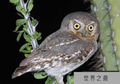 ​世界上最小的猫头鹰：专吃蝎子，住啄木鸟的窝里