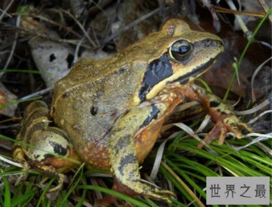 ​世界上最具医药价值的青蛙,林蛙（纯天然补品）