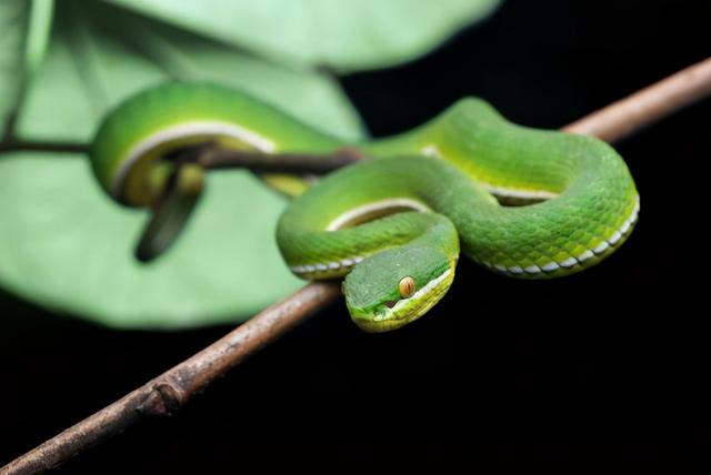 竹叶青蛇被咬会死吗（少年被咬一口进ICU差点送命）(4)