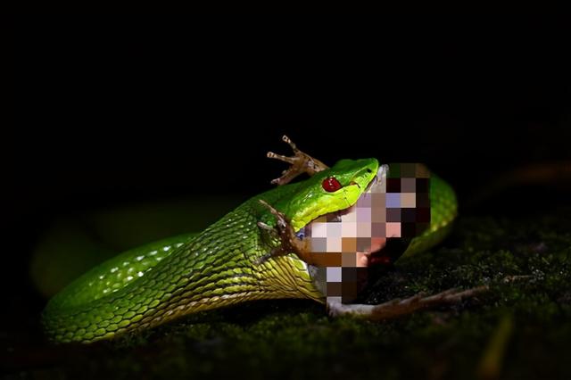 竹叶青蛇被咬会死吗（少年被咬一口进ICU差点送命）(3)