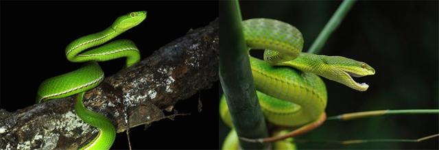 竹叶青蛇被咬会死吗（少年被咬一口进ICU差点送命）(2)