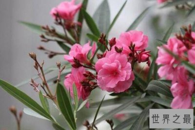 ​十大美丽剧毒植物排行榜 夹竹桃第一，水仙花、罂粟上榜