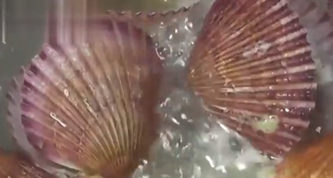 冷冻扇贝肉怎么处理,冷冻扇贝怎么处理图解图2