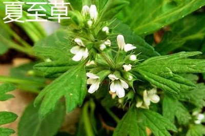 ​夏至草和益母草区别