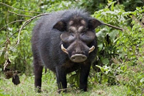 野猪怕什么(野猪是几级保护动物)