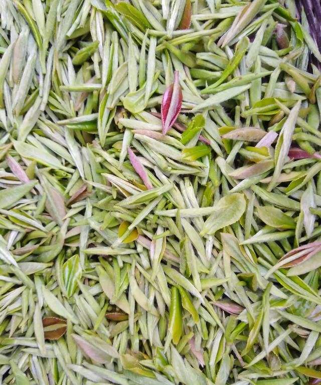 信阳毛尖是绿茶吗，信阳毛尖是红茶还是绿茶？图3