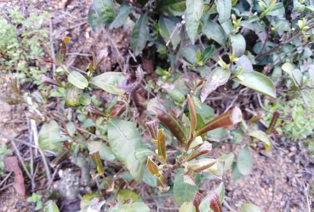 信阳毛尖是绿茶吗，信阳毛尖是红茶还是绿茶？图5