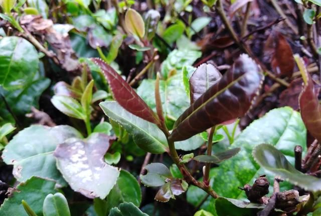 信阳毛尖是绿茶吗，信阳毛尖是红茶还是绿茶？图4