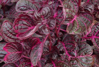 苋菜碱性食物还是酸性食物