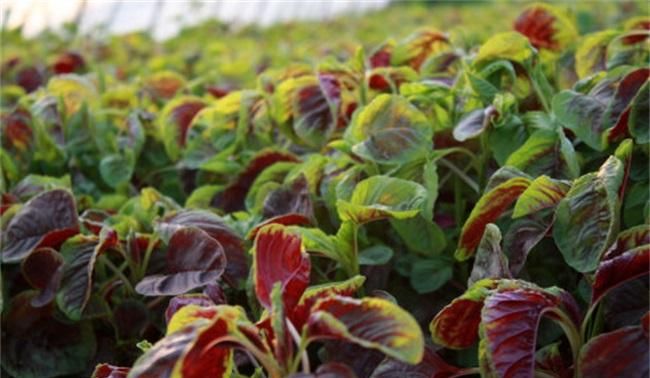 酸性碱性食物有哪些 一览表