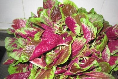 ​苋菜是酸性还是碱性,苋菜是什么菜