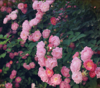 ​蔷薇和玫瑰的区别有哪些 蔷薇不同颜色的花语