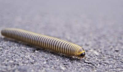 ​家里遇到蜈蚣弄死了有忌讳吗 蜈蚣进屋的十大预兆有哪些