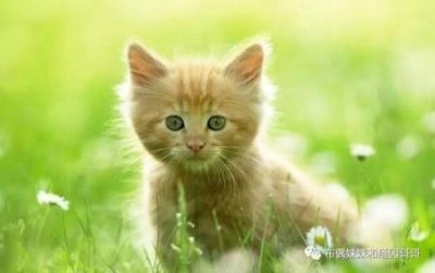 ​宝路狗粮宝路狗粮好吃吗？