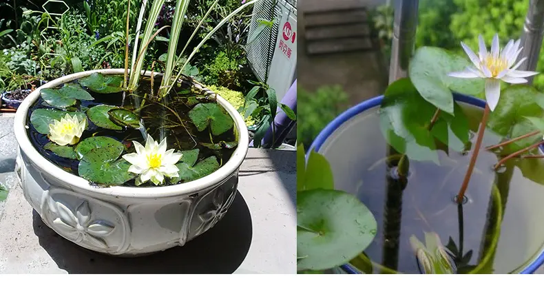 睡莲的种植方法和注意事项(睡莲的种植方法盆栽)-第2张图片-