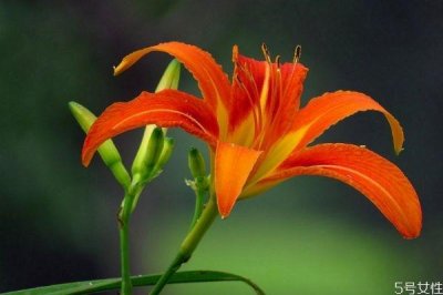 ​萱草的花语是什么呢 萱草种植需要注意什么呢