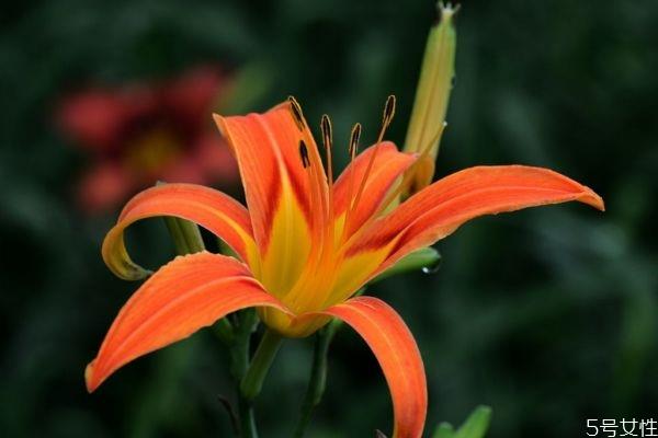 萱草的花语是什么呢 萱草种植需要注意什么呢 萱草的花语是什么呢 萱草种植需要注意什么呢