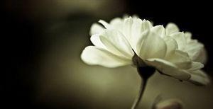 感悟经典：匈奴去，魂不朽——评高建群《最后一个匈奴》