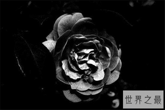 黑色曼陀罗花阴森邪性,一般会生长在刑场周围