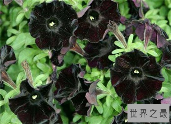 黑色曼陀罗花阴森邪性,一般会生长在刑场周围