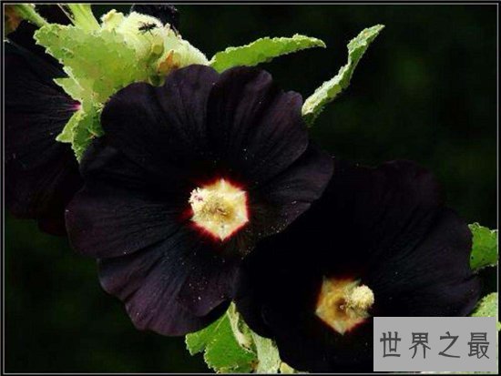 黑色曼陀罗花阴森邪性,一般会生长在刑场周围