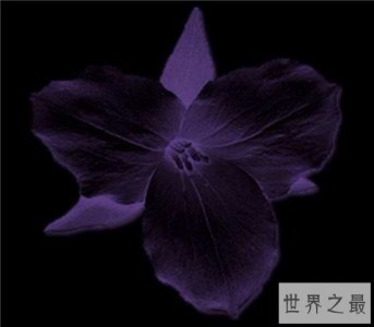 ​黑色曼陀罗花阴森邪性，一般会生长在刑场周围