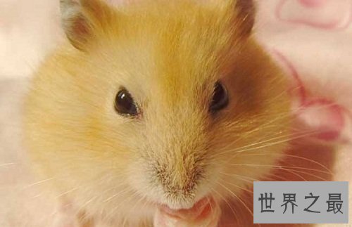 布丁仓鼠饲养教程强袭来袭，各位养宠朋友速速围观吧！