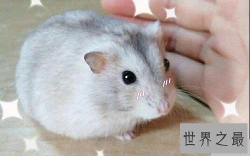 布丁仓鼠饲养教程强袭来袭，各位养宠朋友速速围观吧！