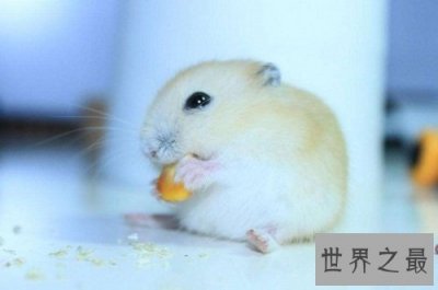 ​布丁仓鼠饲养教程强袭来袭，各位养宠朋友速速围观吧！