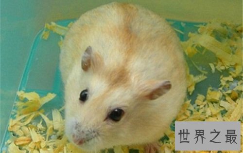 布丁仓鼠饲养教程强袭来袭，各位养宠朋友速速围观吧！