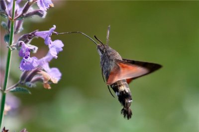 ​蜂鸟鹰蛾是益虫是害虫 蜂鸟鹰蛾为什么是害虫