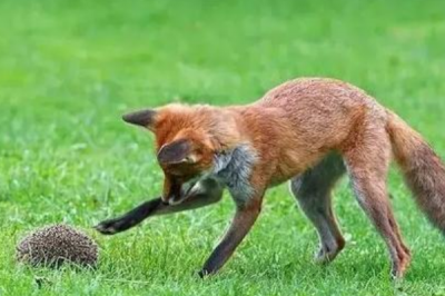 ​刺猬的天敌是什么?狐狸撒尿使刺猬舒展(咬住腹部不松)