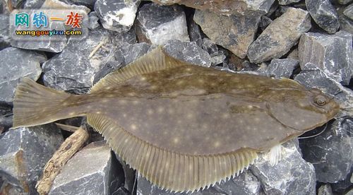 三角鱼是什么鱼