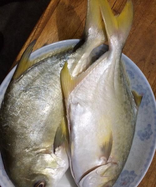 热带鱼黑白相见扁扁的片片鱼像三角形似的三至五公分长肚子前面有两根须