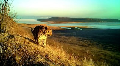 ​俄罗斯“豹之乡”国家公园相机陷阱首次成功拍摄到远东豹和阿穆尔虎